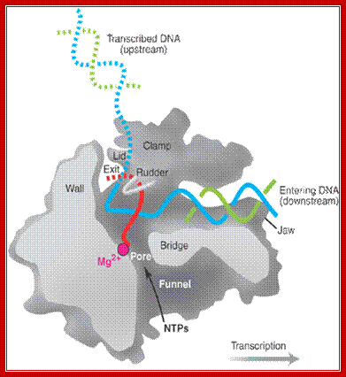 RNA polymerase