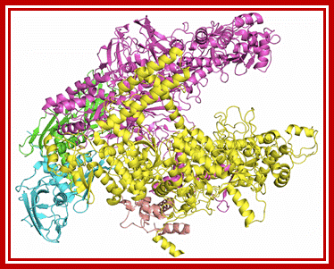 7. Structure and Function of Bacterial RNA Polymerase - LabXchange