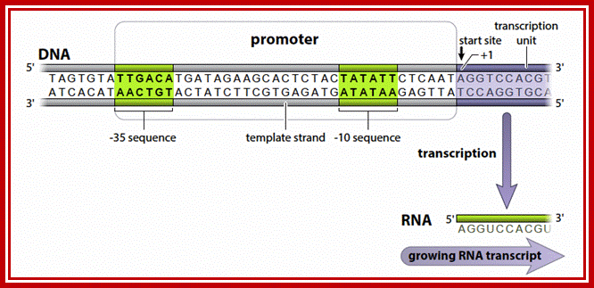 Figure 8 Bacterial promoters contain -35 and -10 sequences that are recognized by sigma factors