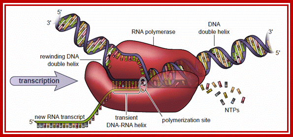 Figure 10 Transcription is catalyzed by RNA polymerase