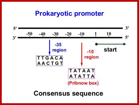 Image result for Bacterial Promoter with transcription start site