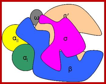 Image result for Bacterial RNAP subunits