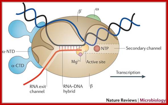 Termination and antitermination: RNA polymerase runs a stop sign