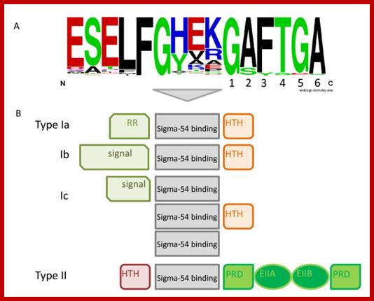 Image result for sigma protein binds to specific sequences