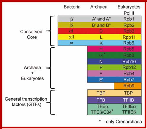 Description: http://www.biologie.uni-regensburg.de/Mikrobio/Thomm/Arbeitsgebiete/relation-1.jpg