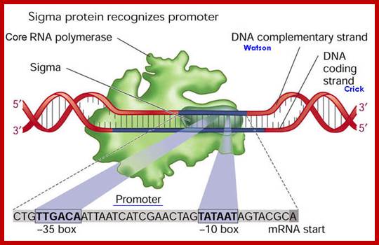 Image result for sigma factor binding to DNA sequences