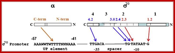 An external file that holds a picture, illustration, etc.
Object name is nihms-276927-f0002.jpg