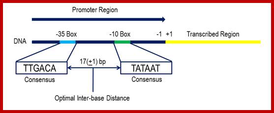 Image result for Typical bacterial promoter