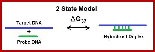 Image result for Kinetics Protein DNA binding: 2state model