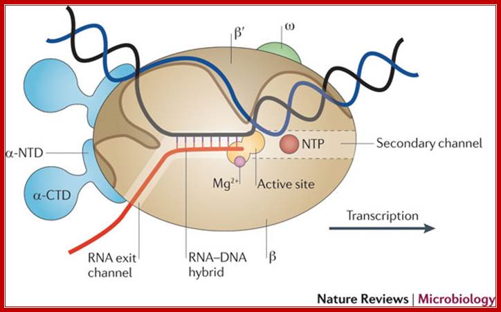 Termination and antitermination: RNA polymerase runs a stop sign