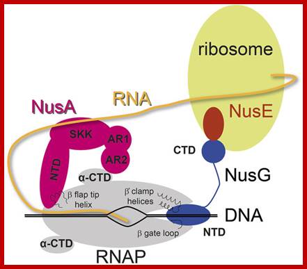 Image result for Role of Nus A during transcription