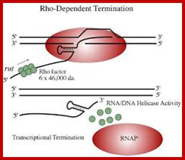 Image result for Tranascrip termination