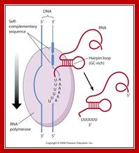 http://www.mun.ca/biology/desmid/brian/BIOL2060/BIOL2060-21/2111.jpg