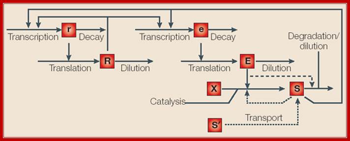 Design of gene circuits: lessons from bacteria