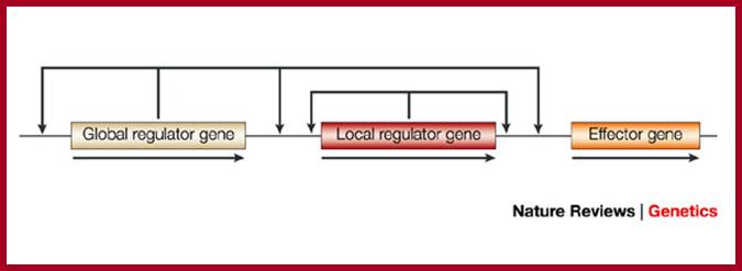 Image result for Design of gene circuits: lessons from bacteria