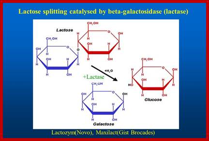 Image result for Lactose splitting