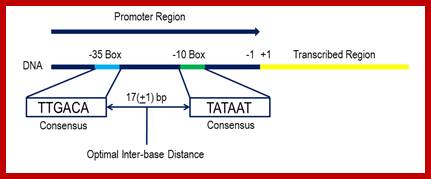 Image result for Bacterial promoters