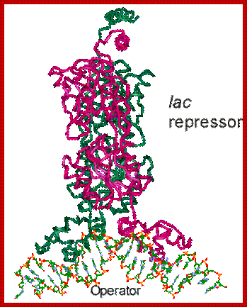 Image result for lac operon repressor protein