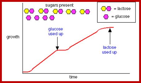 Image result for Lactose induction Graph