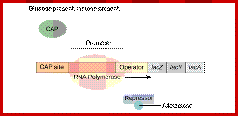 Image result for Bacterial promoter elements for Lac operon gene