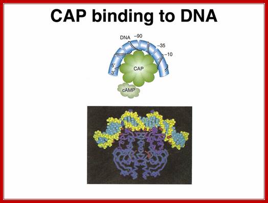 lac operon