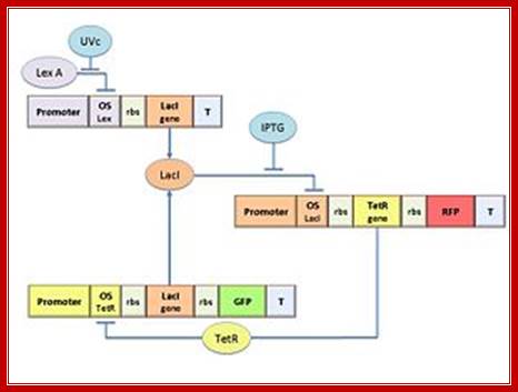 Figure 1. Scheme of the genetic Flip-Flop