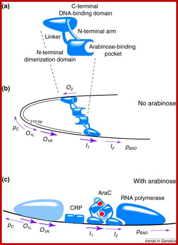 Image result for Derepression by ara C- arabinose operon regulation