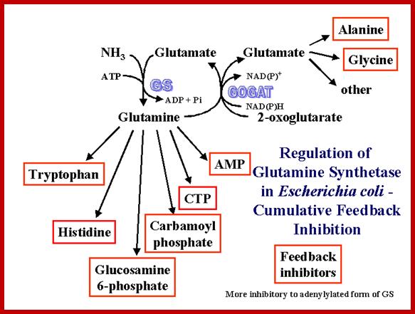 Image result for glutamine synthetase gene activation