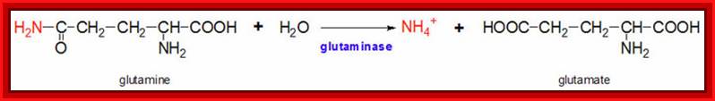 Reaction catalyzed by glutaminase