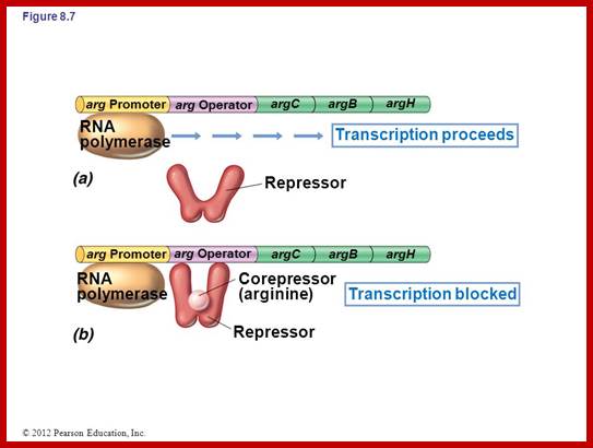 Image result for Transcription of Arginine operon