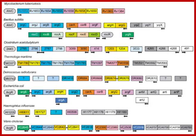 Schematic representation of the operon organization and regulation of the arginine metabolism and transport genes. Genes are represented by boxes. ARG boxes in the upstream region are shown by black arrows. The direction of the arrow indicates the direction of transcription. The linear pathway (in E. coli and V. cholerae) involves N-acetylglutamate synthase (argA) and N2-acetylornithine deacetylase (argE). The circular pathway (in other bacteria) involves N2-acetyl-L-ornithine: L-glutamate acetyltransferase (argJ). The common genes are acetylglutamate kinase (argB); acetylglutamate semialdehyde dehydrogenase (argC); acetylornitine delta-aminotransferase (argD); ornithine carbamoyltransferase (argF, argI); argininosuccinate synthase (argG); argininosuccinate lyase (argH); carbamoyl-phosphate synthase (carAB). The H. influenzae genome contains only argH, argG, argF and possibly argD orthologs. There are difficulties in identifying orthologs for argC, argJ and argB in D. radiodurans because there are several paralogous genes encoding proteins that can possibly perform these functions. The B. subtilisroc operons involved in arginine degradation are also regulated by AhrC, as well as anaerobic arginine catabolism genes arcABCD in B. licheniformis [14] (data not shown). The transporter genes are: periplasmic binding protein (white), permease transmembrane protein (light gray), ATPase component (dark gray).