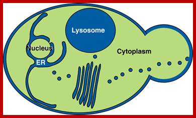 Image result for Yeast cell