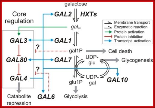 Canonical yeast galactose utilization pathway (adapted from[26]).Gray arrows indicate cellular processes likely impacted by GAL gene deletions. Abbreviations: intracellular galactose (galIN), galactose-1-phosphate (gal1P), glucose-1-phosphate (glu1P), uridine diphosphate (UDP), UDP-glucose (UDPglu), UDP-galactose (UDPgal).