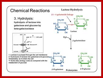 Image result for from galactose to glucose conversion in Yeast cells