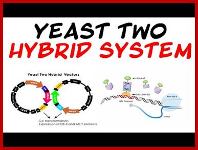 Image result for The two-hybrid method