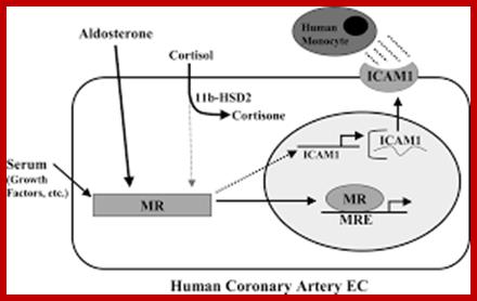 Image result for Expression of genes in response to cortisol