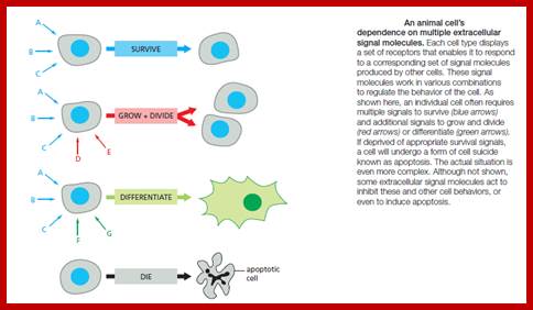 Image result for Signals lead to cell survival, cell death etc