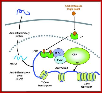 Image result for action of corticosteroids