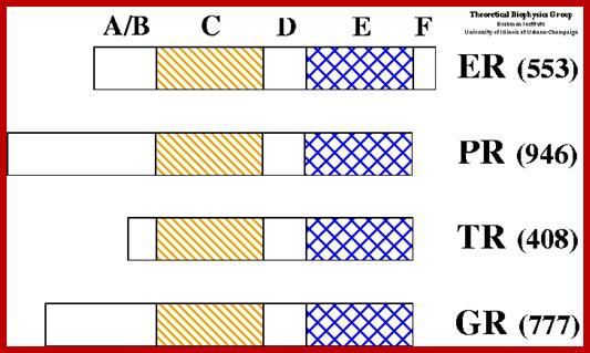 Image result for Receptor proteins contain N terminal activator domain