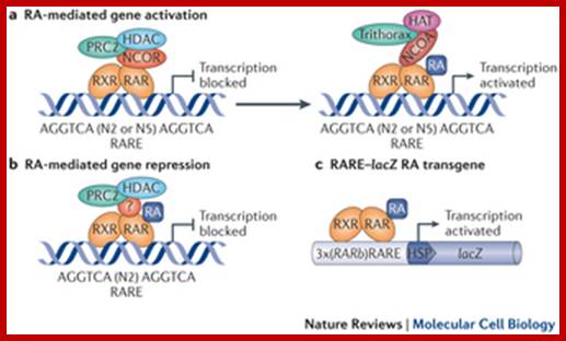 Image result for Retinoic acid induced gene activation