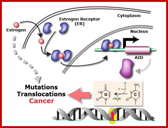 Image result for Oestrogen induced gene activation