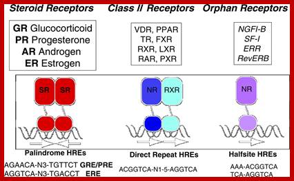 Image result for estrogen response elements and its receptor