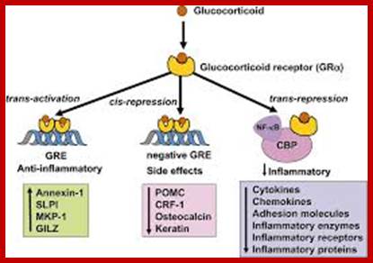 Image result for Glucocorticoids induced gene expression