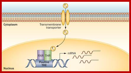 Image result for Thyroid hormone induced gene expression