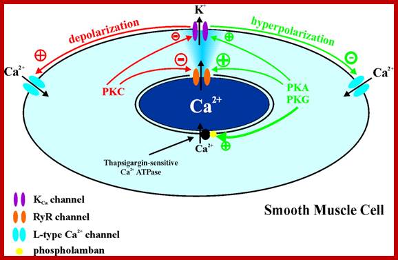 Image result for effect of Ca2+ on cGMP and PKA