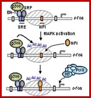 Model of proposed sequential activation of the c-fos promoter. MAP kinase pathway activation triggers Elk-1 activation and its associated p300. p300 subsequently acetylates the adjacent nucleosomes, causing a change in nucleosomal structure, NFI recruitment and the subsequent recruitment and activation of the basal machinery.