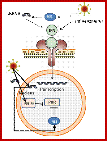 Image result for virus induced IN action