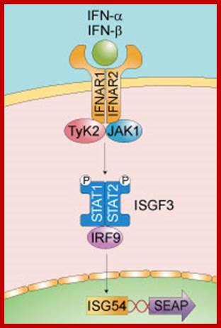 Image result for IFN beta receptors