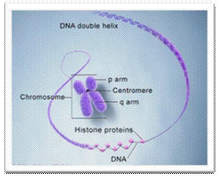 What is a chromosome?: MedlinePlus Genetics