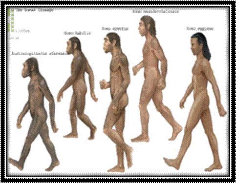 Human Evolution